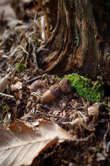 Acorns among the autumn leaves in the forest.
