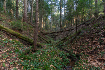 Beautiful Sunlit silver fir Forest. Natural mountain coniferous fir (European silver fir) forest of the Carpathians.