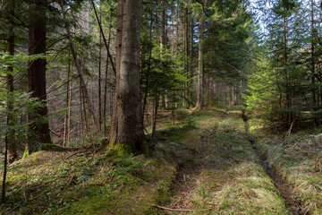 Beautiful Sunlit silver fir Forest. Natural mountain coniferous fir (European silver fir) forest of the Carpathians.