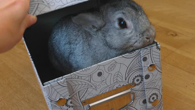 Grey rabbit hare will climb out of the box. Girl hand opens box with a gift from the rabbit. Concept of favorite pets, taking care of wild animals