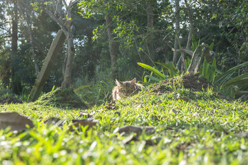 AUTUMN (brother of Chamamé and Milo, also neighbor)