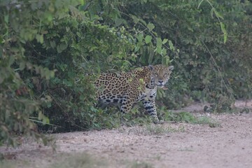 Fototapeta na wymiar Jaguar in Pantanal