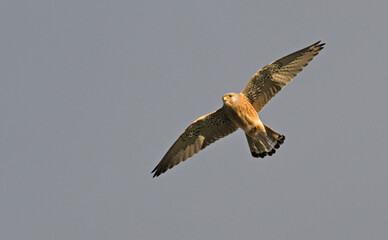 Lesser kestrel- Falco naumanni, Crete