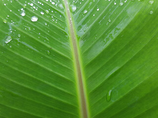 Macro shot of a green banana leaf with raindrops and veins in full frame for backgrounds. - Powered by Adobe