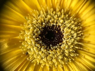 Macro di fiore giallo