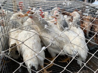 White chickens under the net. © Skoles