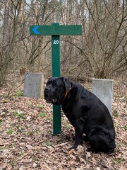 Black dog near the signpost in the forest. A large dog is sitting next to the sign. Concept: dog walking, walking
