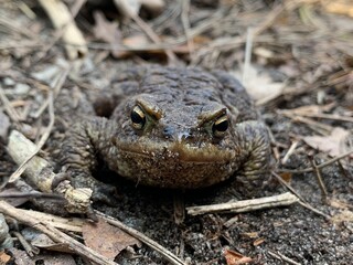 Big frog in the forest, close-up. A swamp toad sits and breathes. Huge brown amphibian (bufonidae).