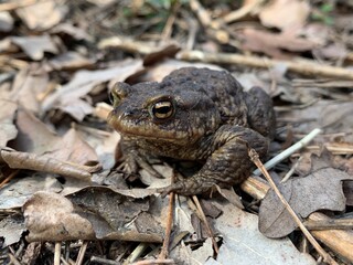 Naklejka premium Big frog in the forest, close-up. A swamp toad sits and breathes. Huge brown amphibian (bufonidae).