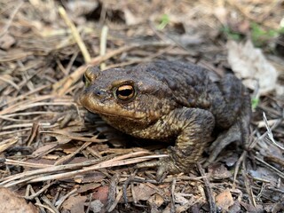 Big frog in the forest, close-up. A swamp toad sits and breathes. Huge brown amphibian (bufonidae).