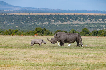 Large male White Rhino standing nose to nose with a young calf