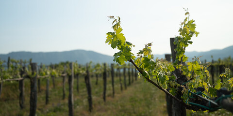 Banner size image of a vineyard in early spring with young leaves and blossoms on vines