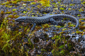 Lucertola muraiola (Podarcis muralis), ritratto maschio su roccia con muschio