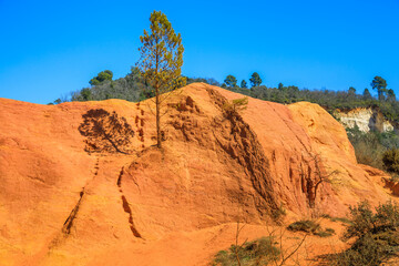 Tree and red ground of Colorado of Rustrel in Vaucluse, France
