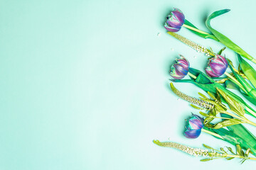 Unusual tulips in blue and purple tones