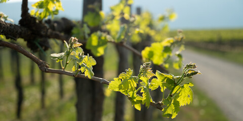 Banner size image of a vineyard in early spring with young leaves and blossoms on vines