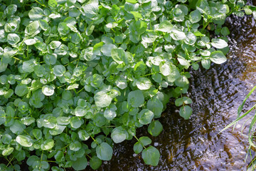 Watercress thriving in the river in the wild