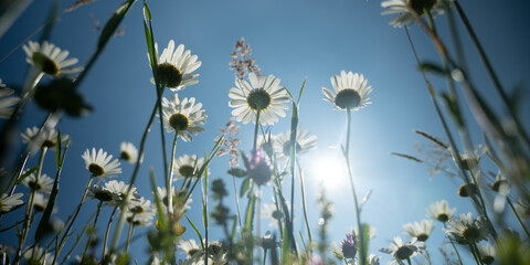 low angle viwe White daisy flowers banner size - 427470217