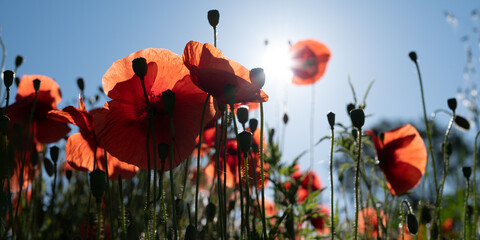 Red poppy blooming on a field with sky and sun in the background - early spring flower