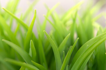 Fototapeta na wymiar Close up of fresh green blades of grass. Grass stalks in the morning. Neutral light background.
