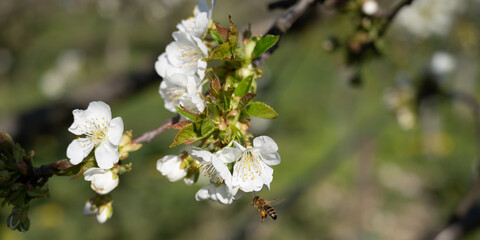 honey bees polinate white cherry blossoms - banner size