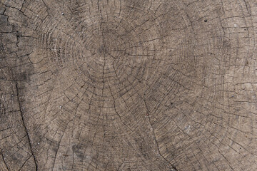 Fototapeta premium Wood texture. Trunk texture. 