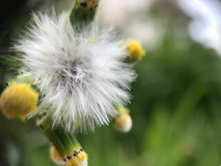 Macro fiori © AlessandroBruno