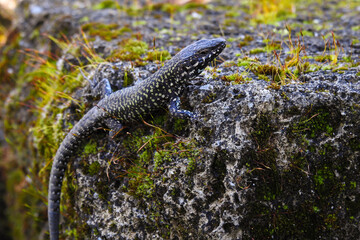Lucertola muraiola (Podarcis muralis), ritratto maschio su roccia con muschio