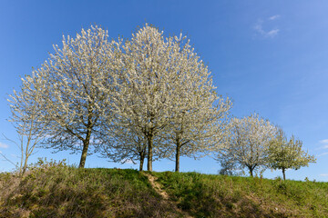 Cerisier, fleur, printemps, Prunus cerasus