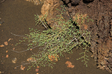 Chamysacea, lave de volcan, Archipel des Galapagos