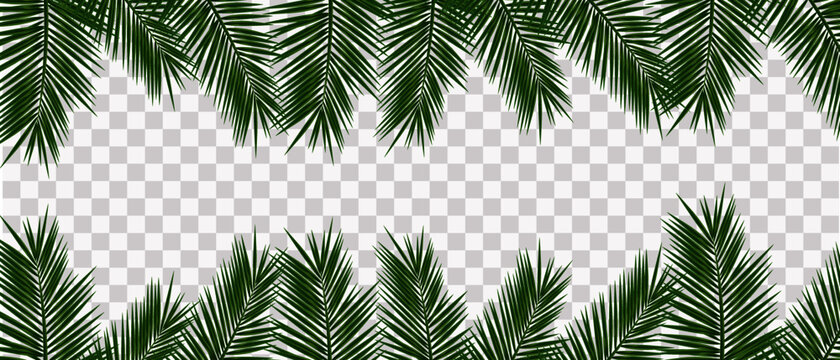 Realistic tropical leaves on transparent background, vector illustration