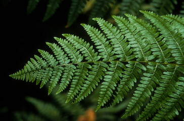 Fougère femelle, Athyrium filix femina