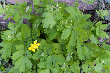 Grande Chélidoine, Chelidonium majus