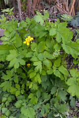 Grande Chélidoine, Chelidonium majus