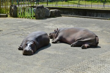 動物園のカバ