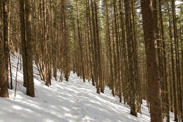trail in the woods in the mountains