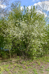 Merisier,  fleurs, printemps, Prunus avium