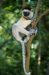 Propithèque de Verreaux,  Sifaka de Verreaux, Lémurien, Propithecus verreauxi, Madagascar