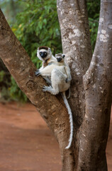 Propithèque de Verreaux,  Sifaka de Verreaux, Lémurien, Propithecus verreauxi, Madagascar