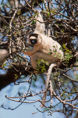 Propithèque de Verreaux,  Sifaka de Verreaux, Lémurien, Propithecus verreauxi, Madagascar