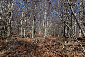 Autumn landscape in the forest. Orange fallen leaves and bare trees on a sunny day