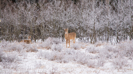 deer in a frost-covered grassy field