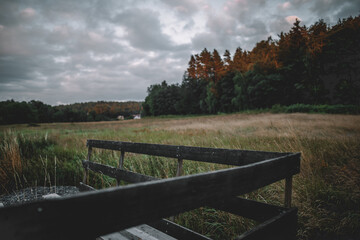 autumn in the forest