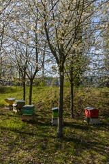 Apiculture, ruche, abeille, miel