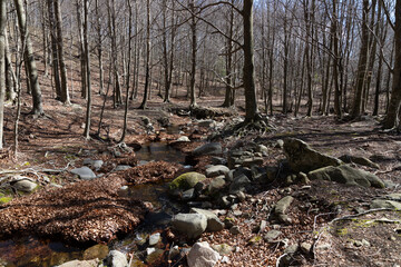 Small river in the forest. Autumn landscape, fallen leaves and trees. Sunny day in the woods