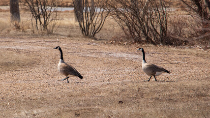 Two Canadian Geese, feeding on grass
