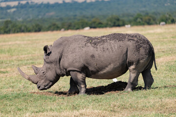 Fototapeta premium white rhino in the Maasai Mara savannah