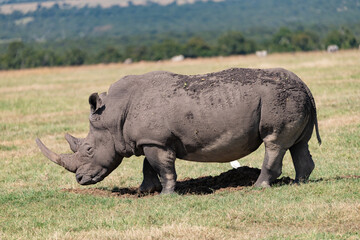 white rhino in the Maasai Mara savannah