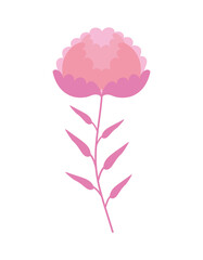 pink rose isolated