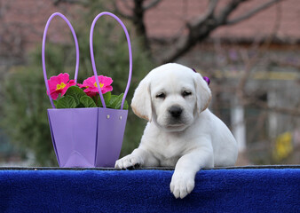 a yellow labrador puppy on the blue